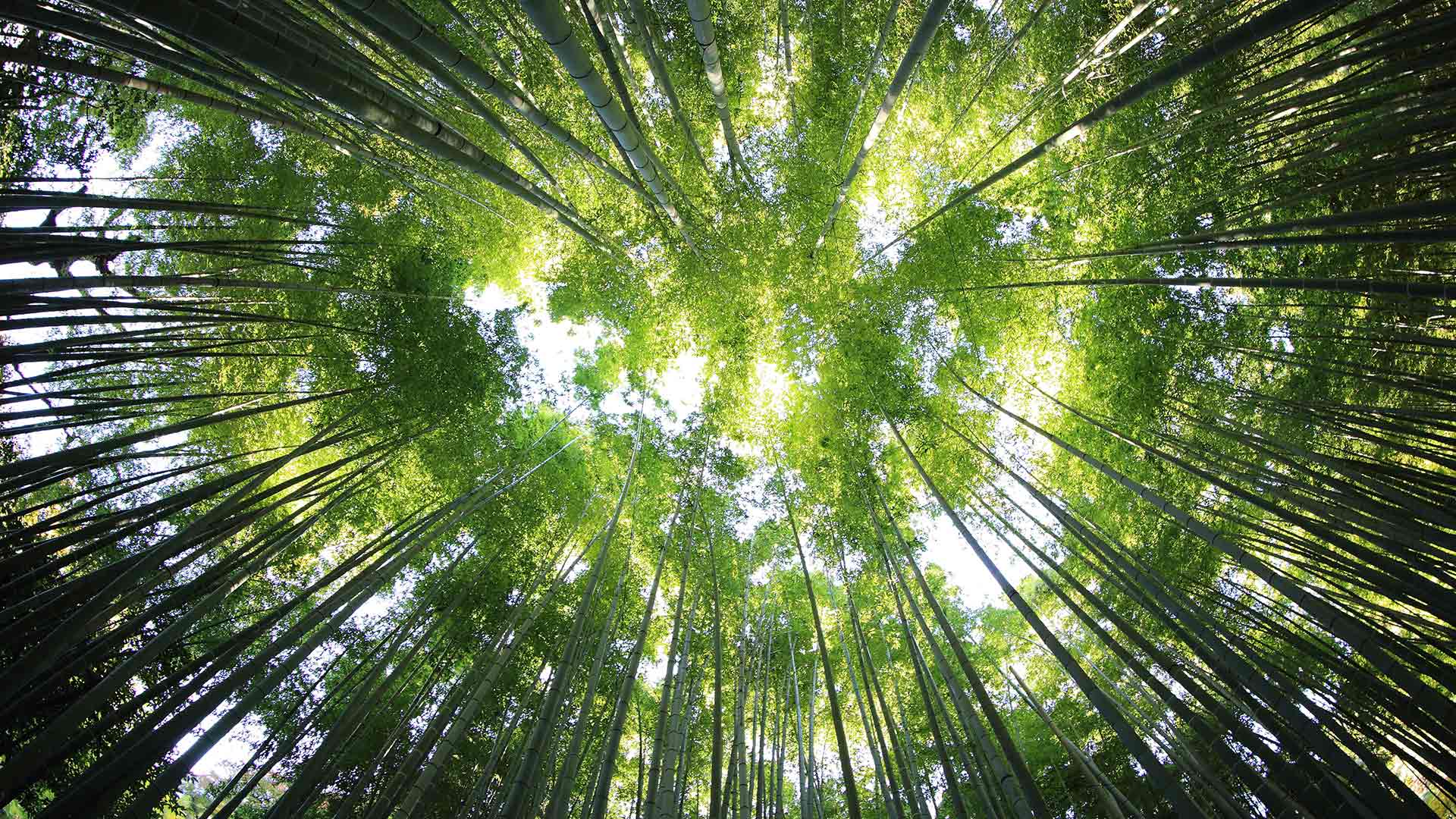 三观的成长